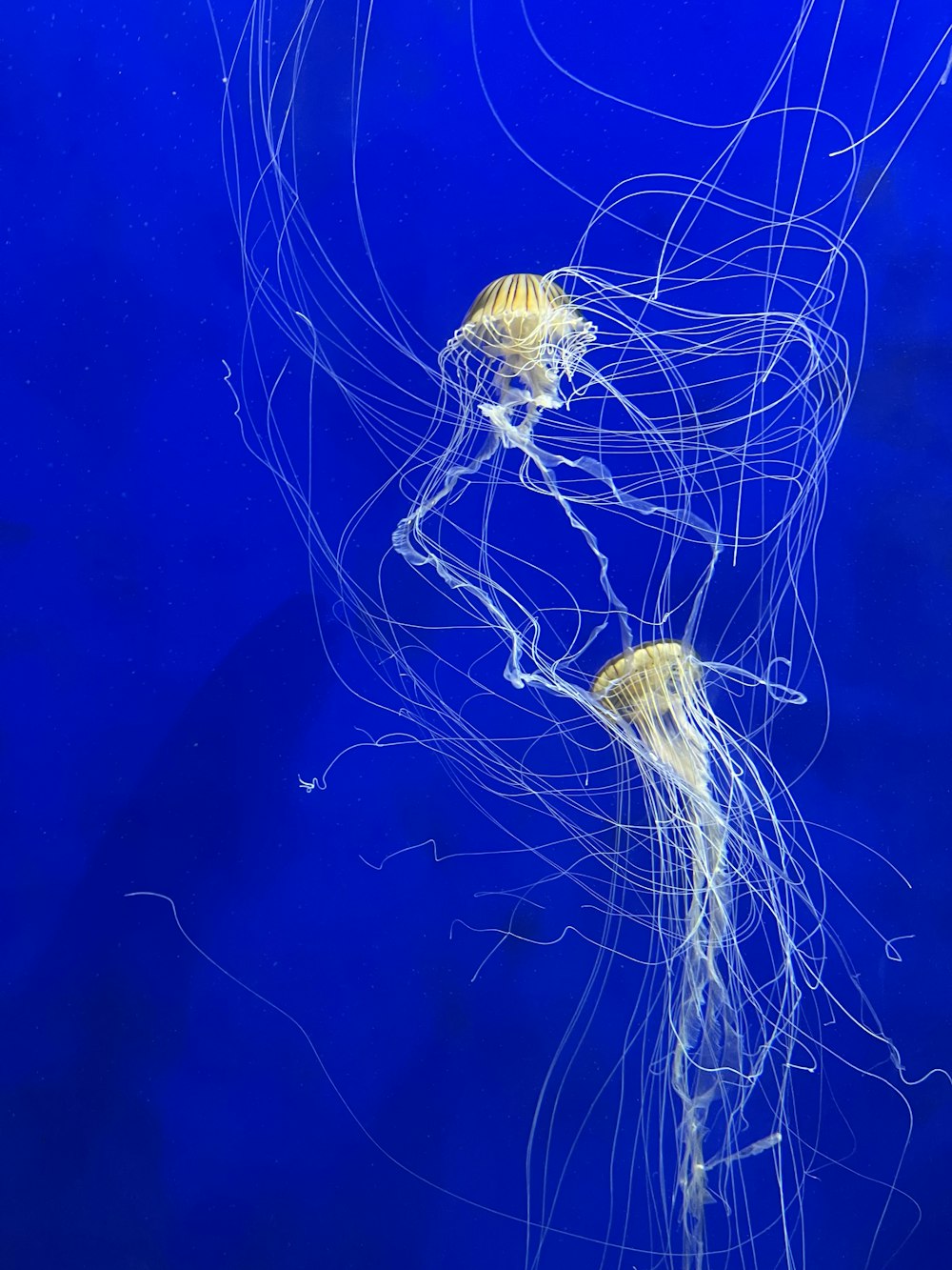 white and blue jellyfish in blue water