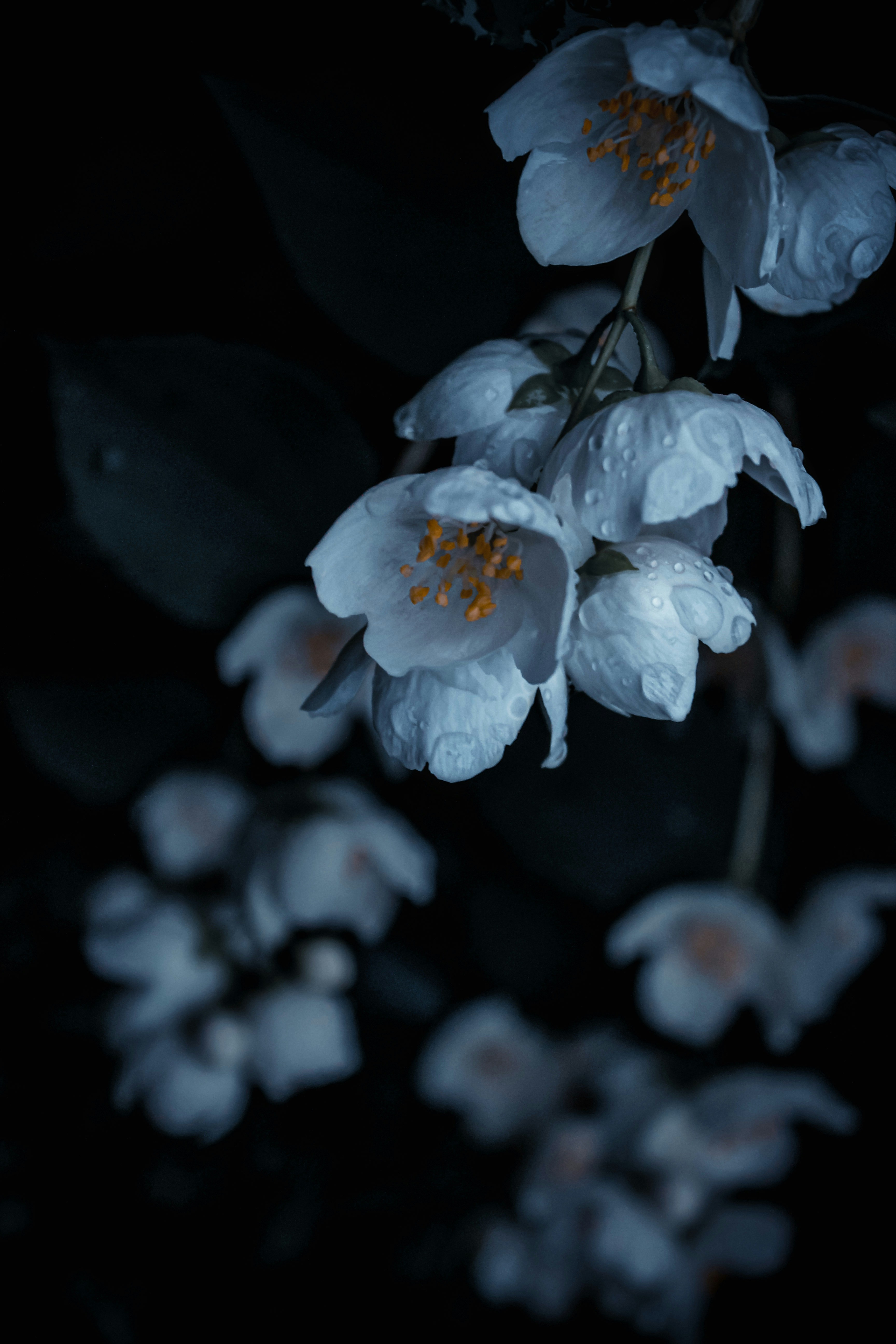 黒の背景に白い花の写真 Unsplashで見つける工場の無料写真