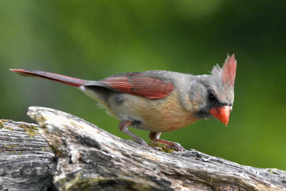 gray and red bird on brown tree branch