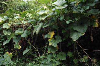 Lush green foliage covers the view with an abundance of large, broad leaves. Some of the leaves show yellowing at the edges, indicating natural aging or environmental stress. The plants appear to be thriving, intertwined, and densely packed, creating a rich and textured layer of greenery.