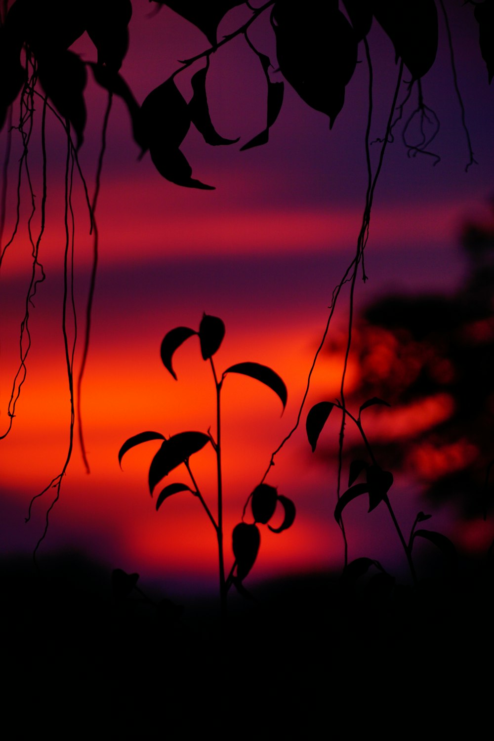 silhouette of plants during sunset