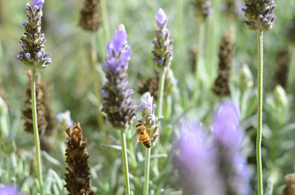 yellow and black bee on purple flower