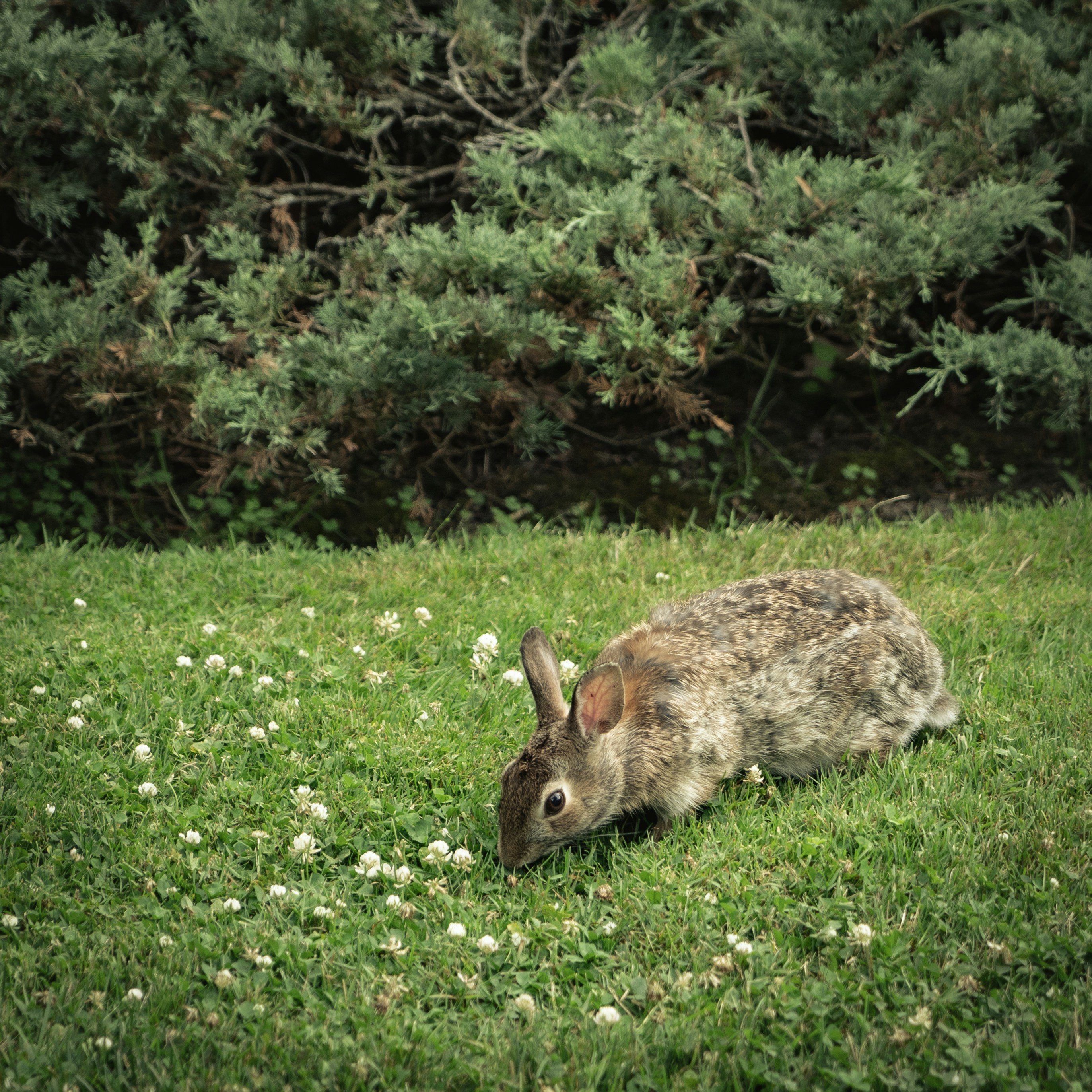 brown rabbit on green grass field during daytime