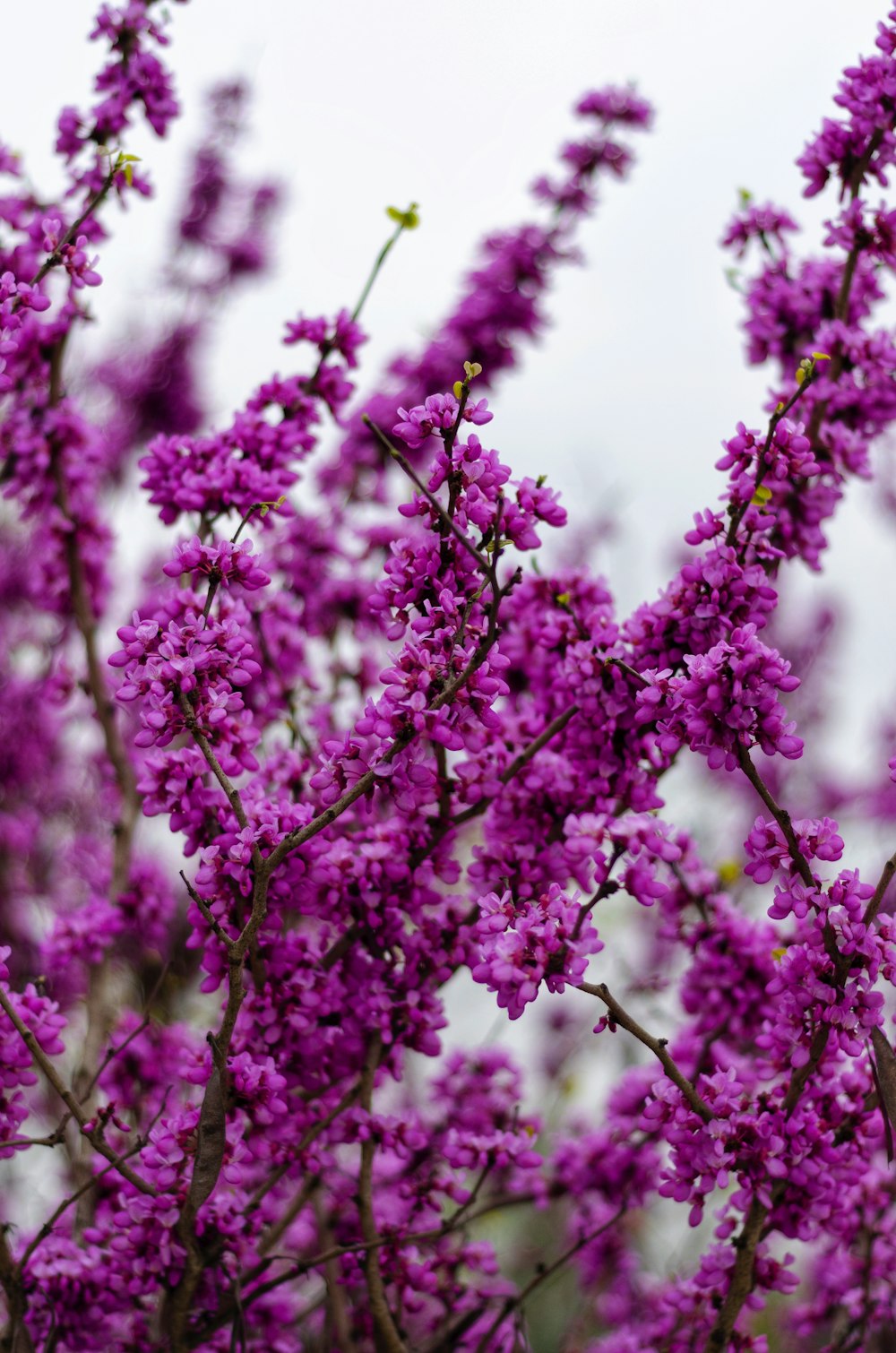 pink flowers in tilt shift lens