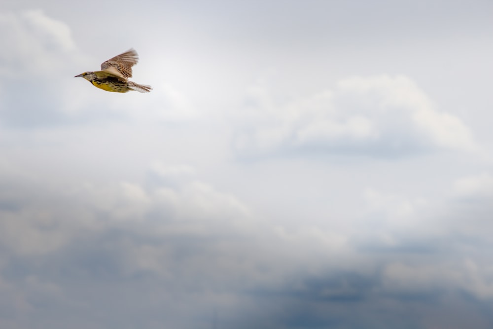 brown bird flying under white clouds during daytime