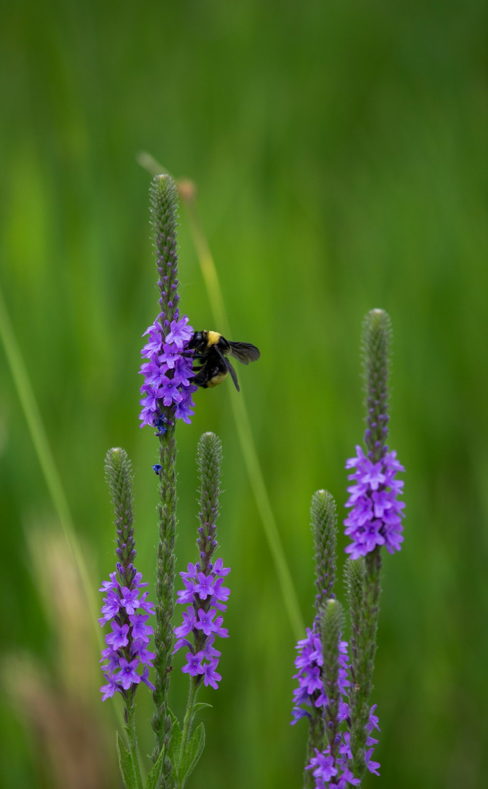 purple flower in tilt shift lens