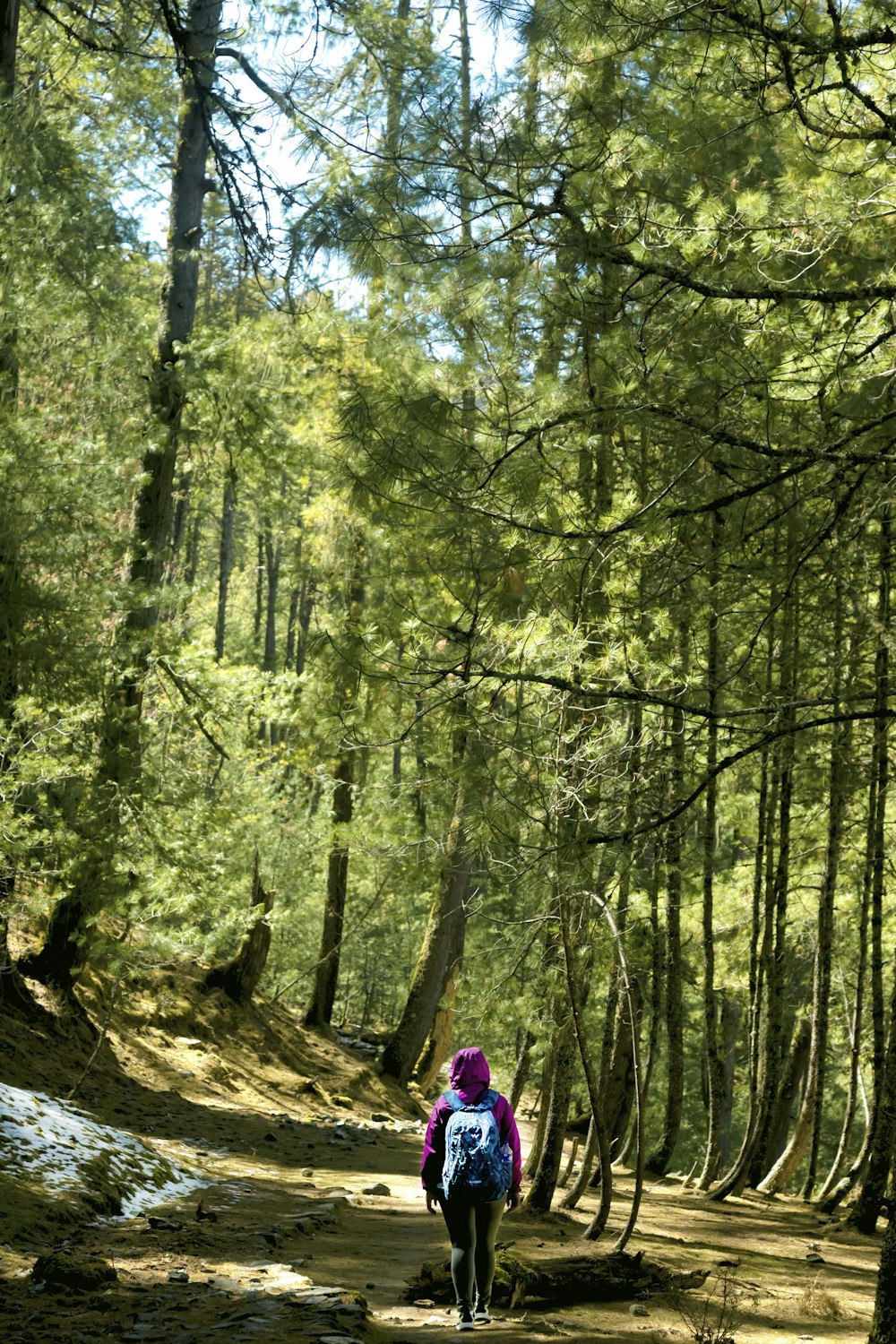 person in red jacket standing on brown tree log in forest during daytime
