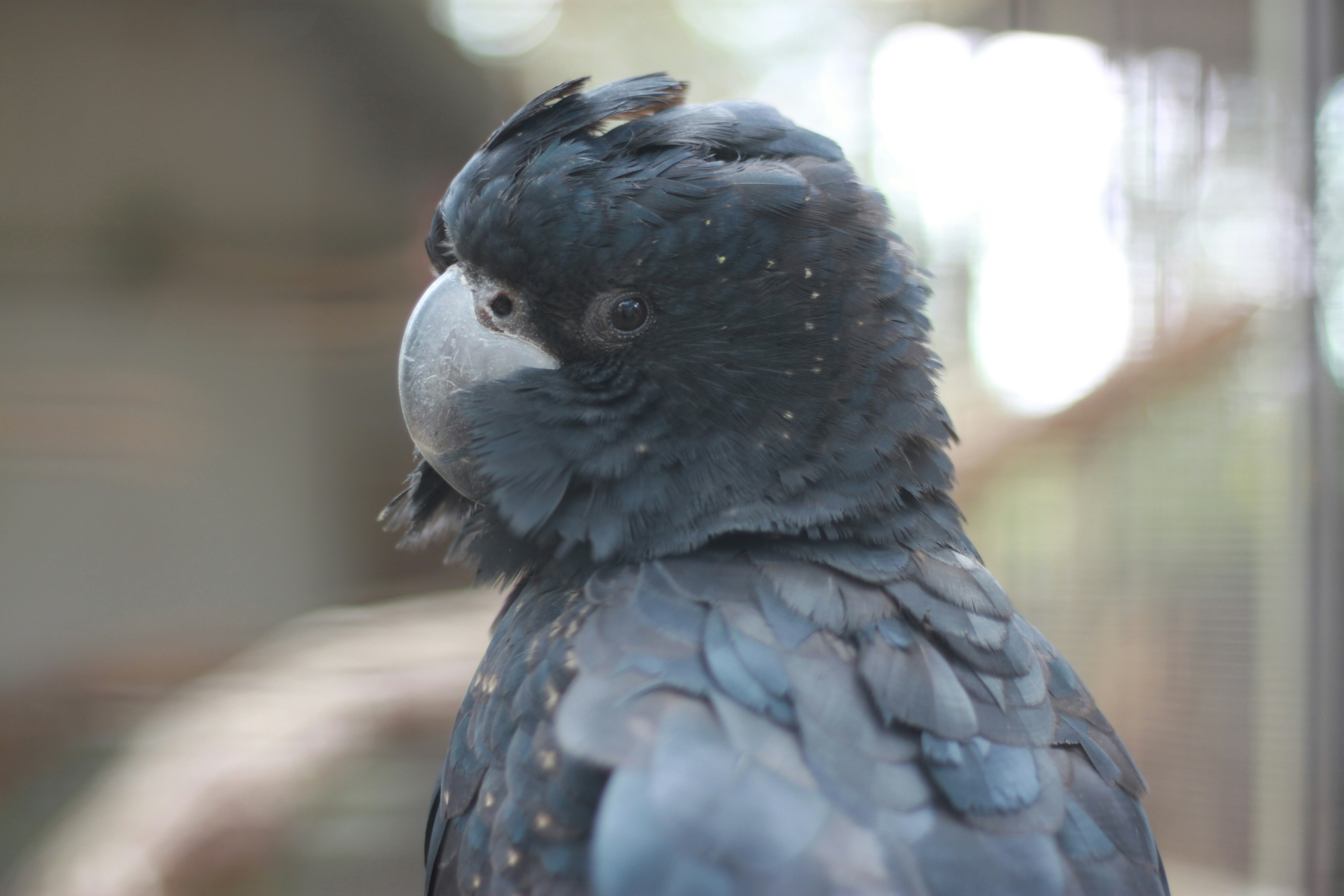black and white bird in close up photography