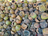 A large heap of split and empty coconut shells, varying in color from green to brown, is piled together. Some of the shells show signs of decay and have natural cracks, while a few twigs and plant material are scattered among them.