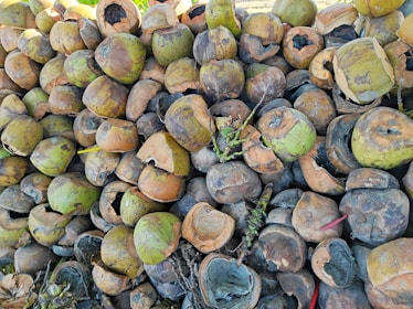 A large heap of split and empty coconut shells, varying in color from green to brown, is piled together. Some of the shells show signs of decay and have natural cracks, while a few twigs and plant material are scattered among them.