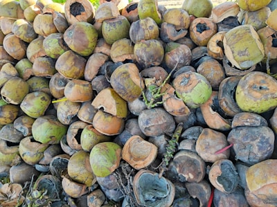 A large heap of split and empty coconut shells, varying in color from green to brown, is piled together. Some of the shells show signs of decay and have natural cracks, while a few twigs and plant material are scattered among them.