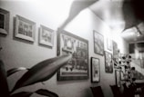 A wall adorned with framed artwork, including both photographs and paintings, displayed in various sizes. A plant with visible leaves is positioned in the foreground to the left, adding an element of nature to the indoor setting.