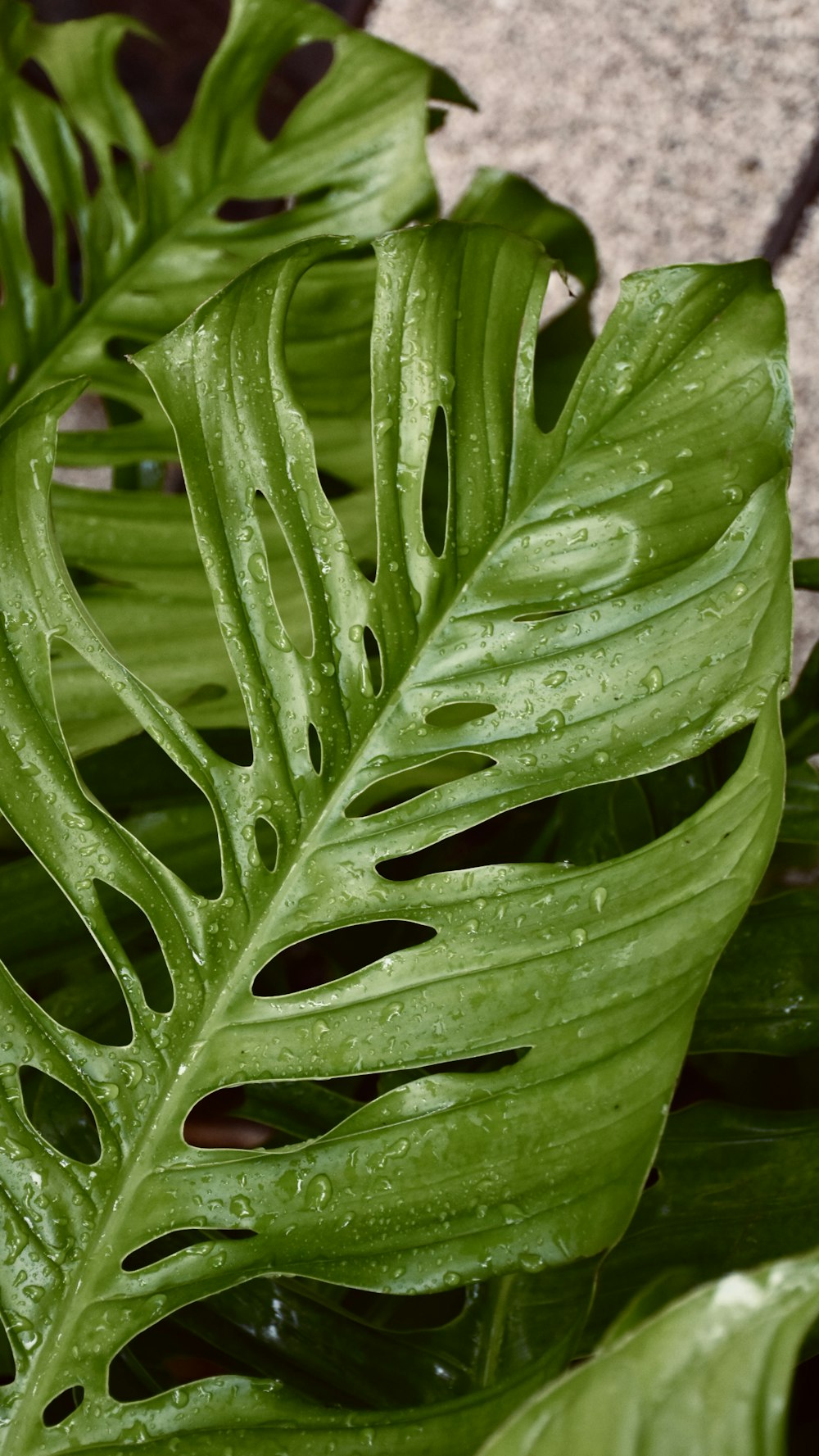 Wassertröpfchen auf grüner Pflanze