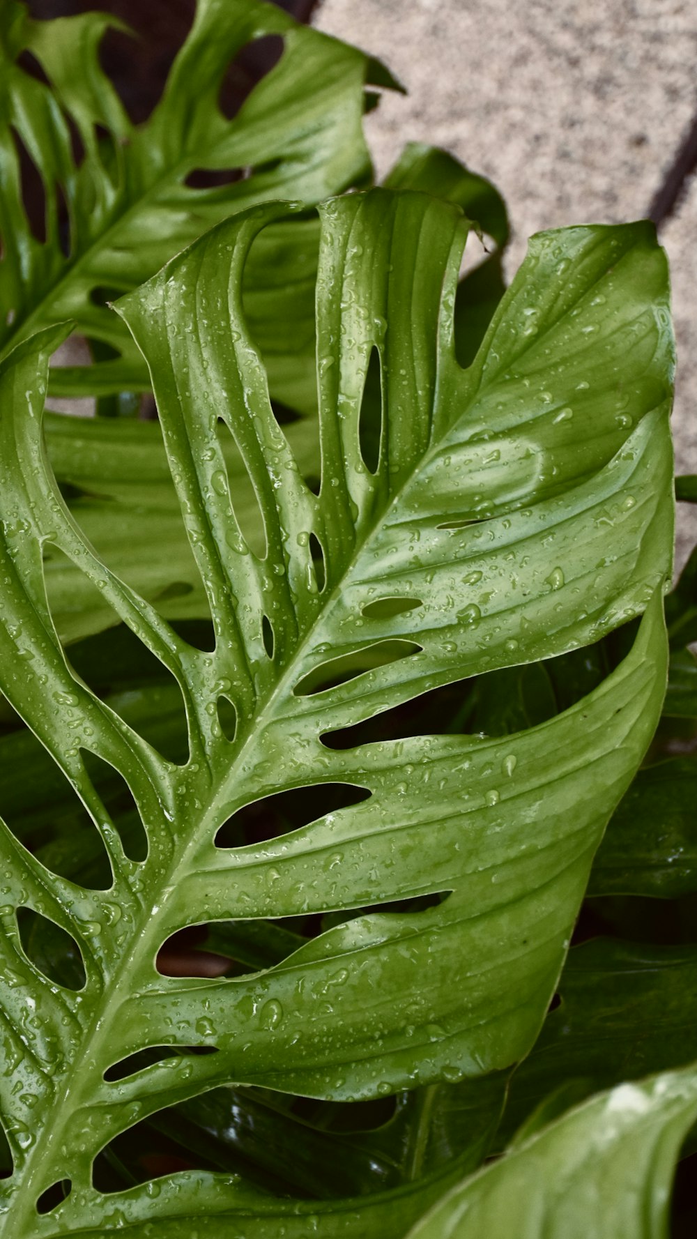 water droplets on green plant