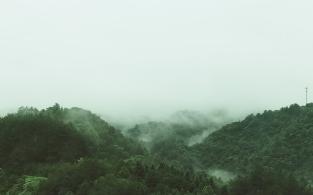 green trees on mountain during foggy day