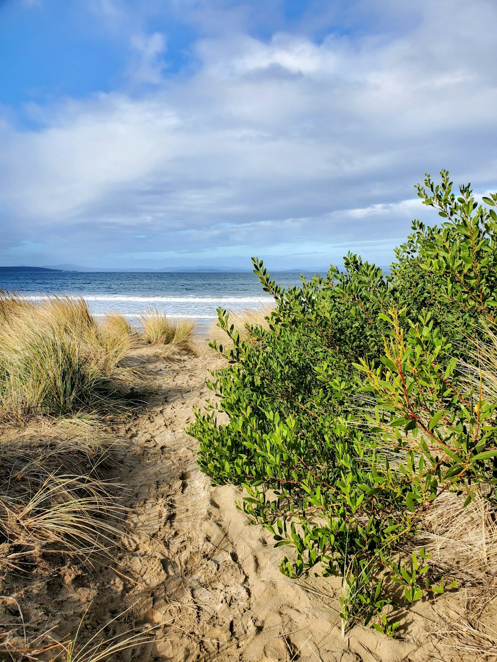 green plant on brown sand near sea under blue sky during daytime