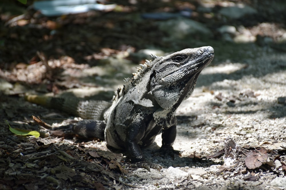 gray and black bearded dragon on brown rock