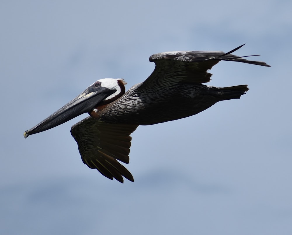 black and white pelican flying under blue sky during daytime