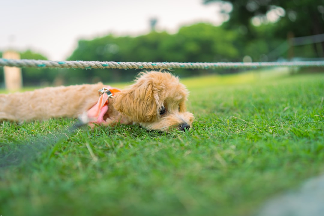 brown long coated small dog with pink leash on green grass field during daytime
