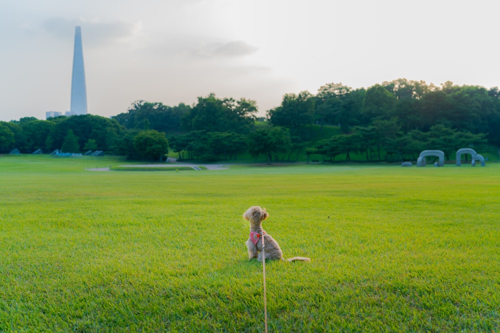 girl in pink dress standing on green grass field during daytime