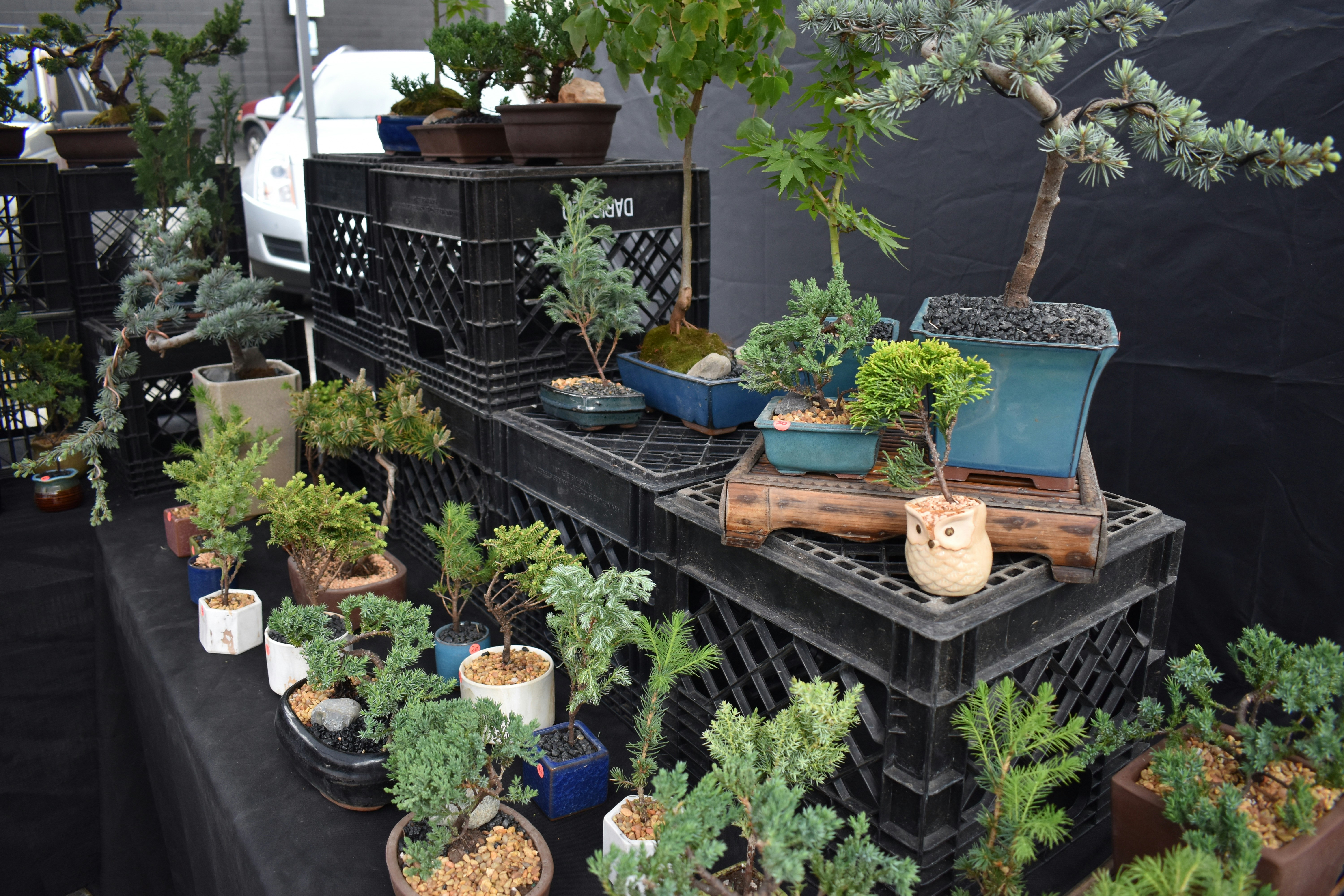 green potted plants on black metal shelf