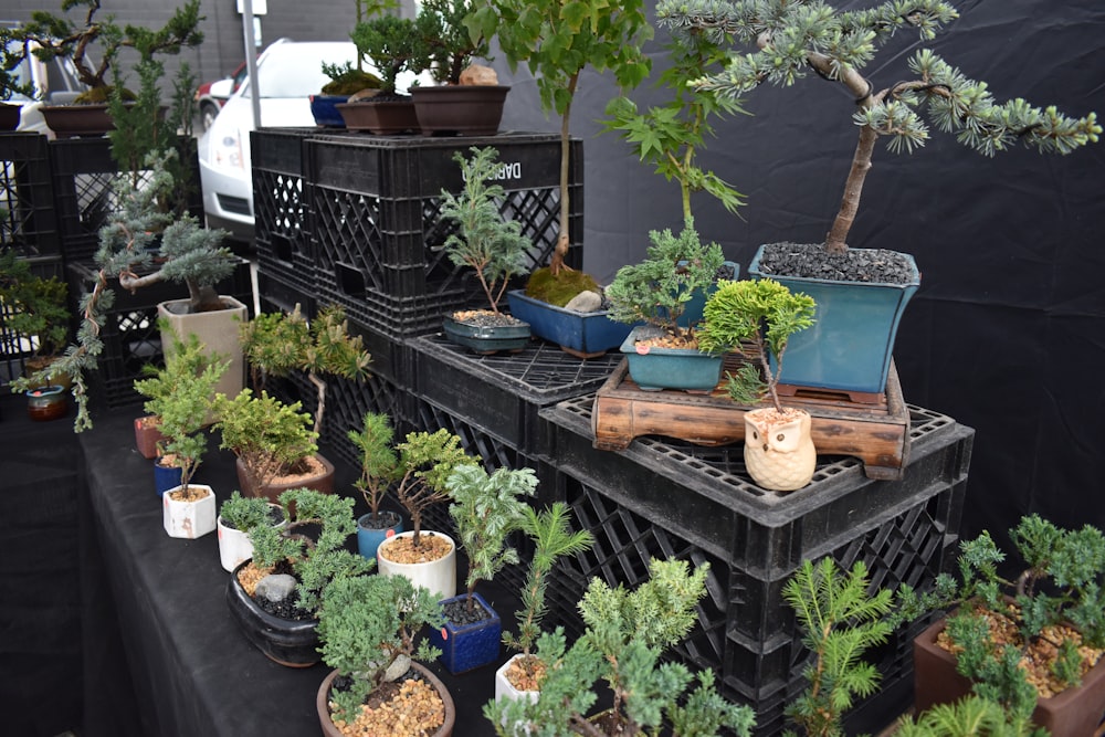 green potted plants on black metal shelf