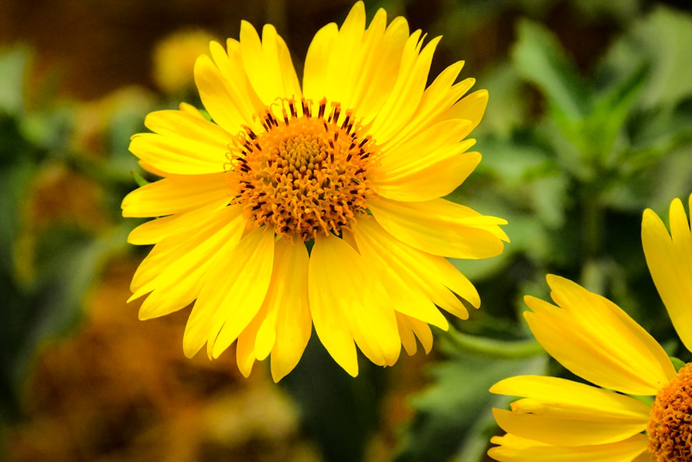 yellow flower in tilt shift lens