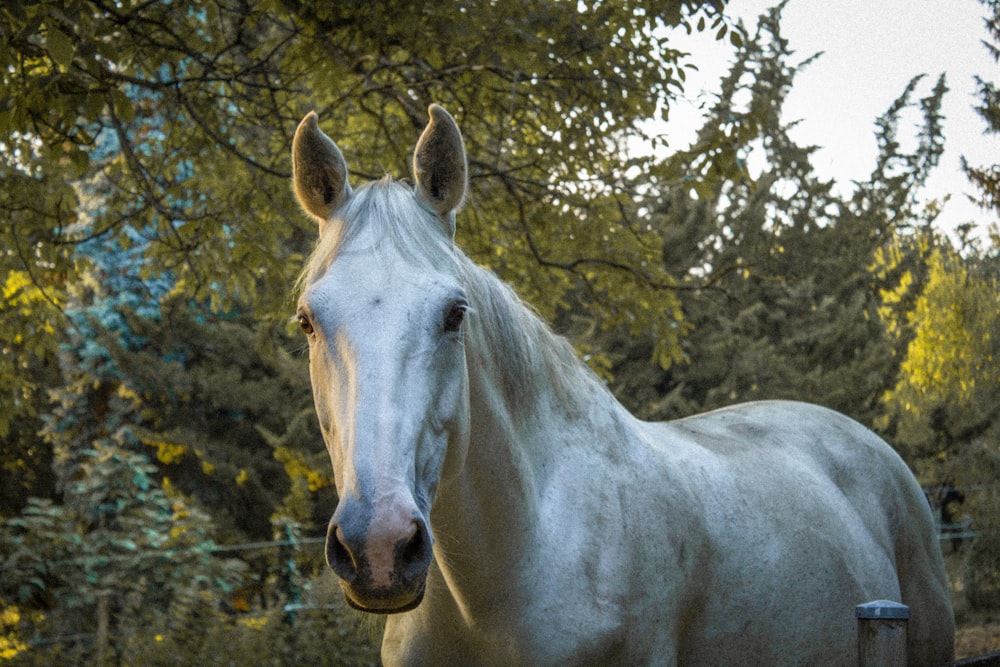white horse near green trees during daytime