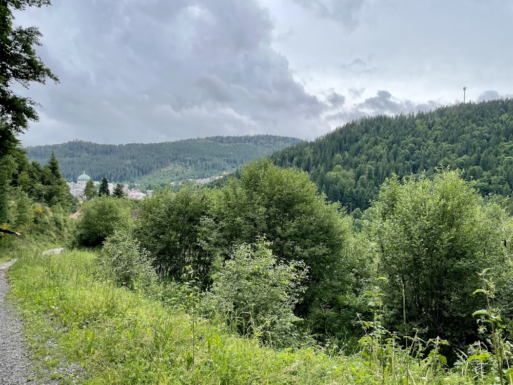 green trees on green grass field under white clouds during daytime