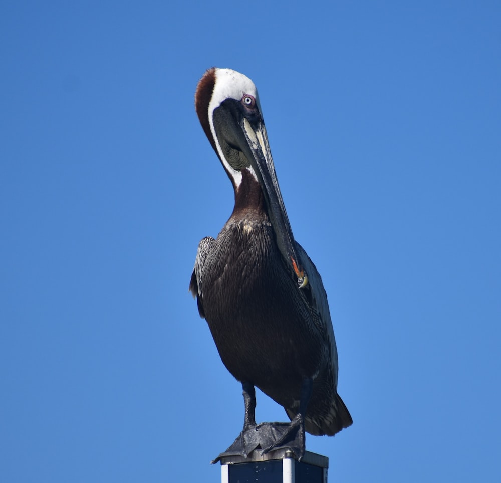 black and white pelican on brown wooden post during daytime