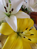 Close-up of dew-kissed lilies arranged neatly in a rustic wooden crate.