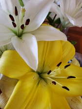 Close-up view of vibrant yellow and white lilies with prominent stamen and petals, surrounded by lush green leaves. The flowers are artistically arranged, showcasing their natural beauty.