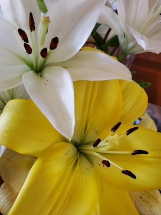 Close-up view of vibrant yellow and white lilies with prominent stamen and petals, surrounded by lush green leaves. The flowers are artistically arranged, showcasing their natural beauty.