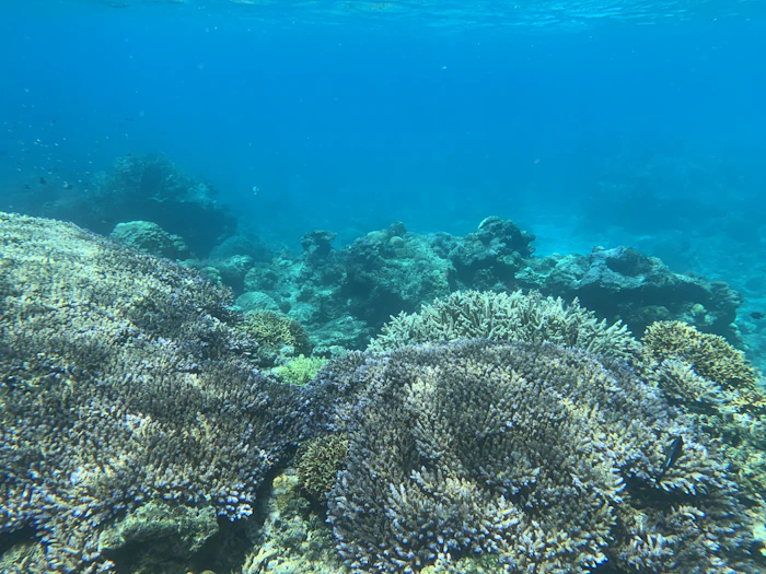 Okinawa coral reef