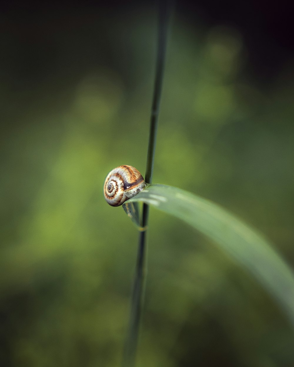 brown snail on green plant