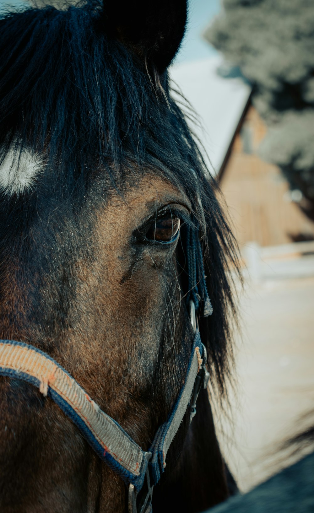 black horse with brown leather strap