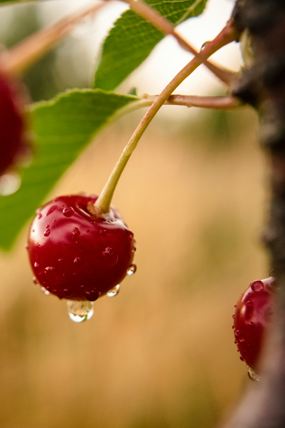 red cherry fruit in close up photography