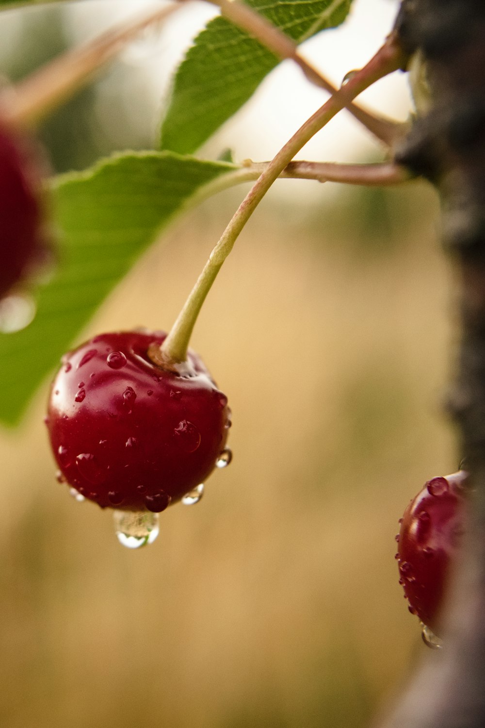 red cherry fruit in close up photography