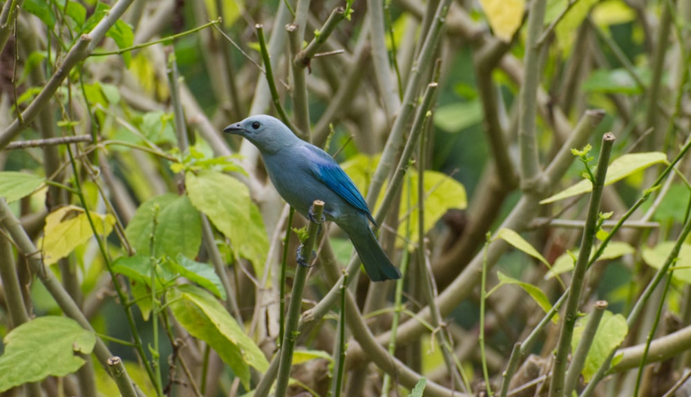 blue bird on green tree branch during daytime