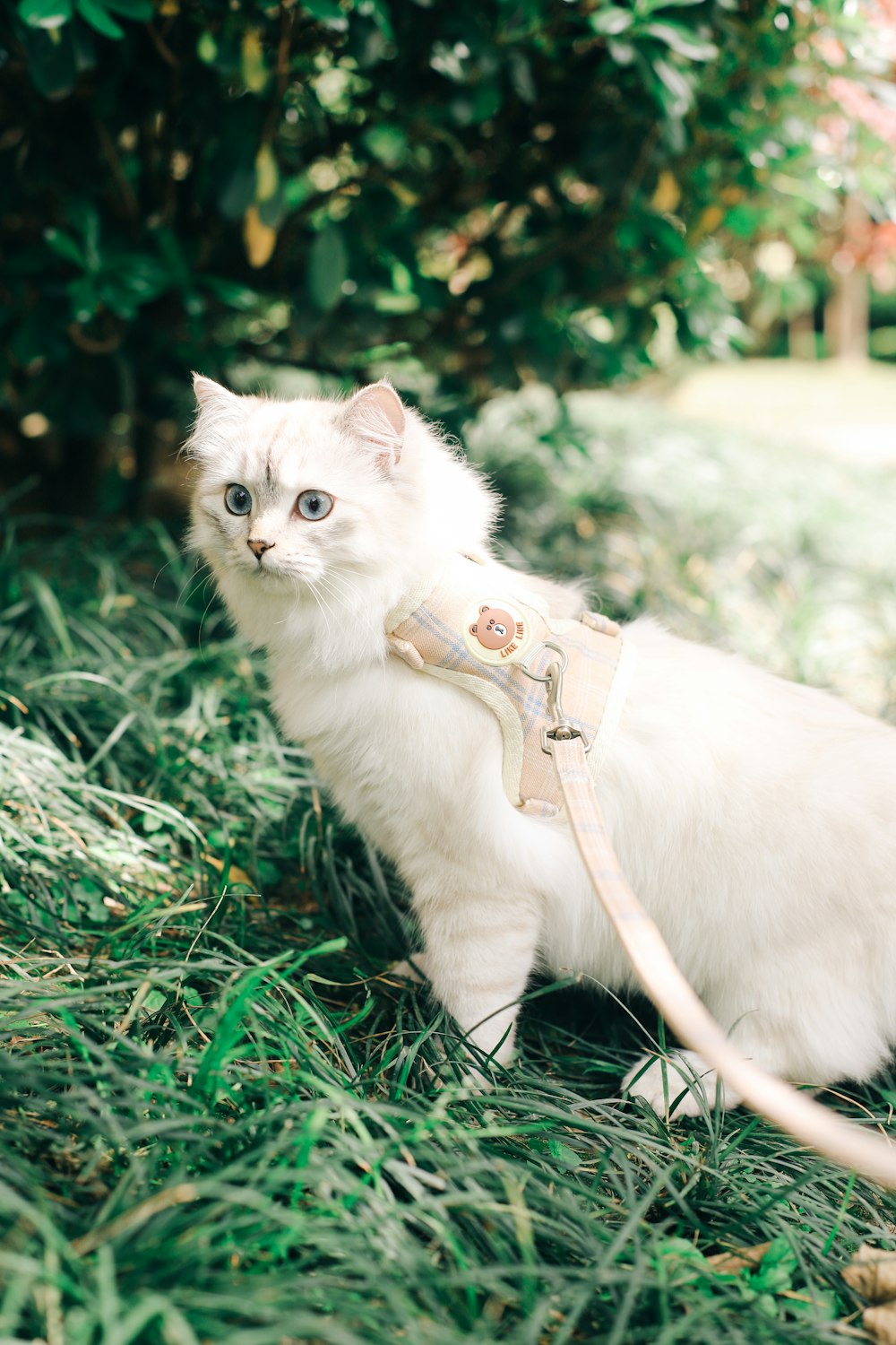 white cat with brown leather sling bag on green grass