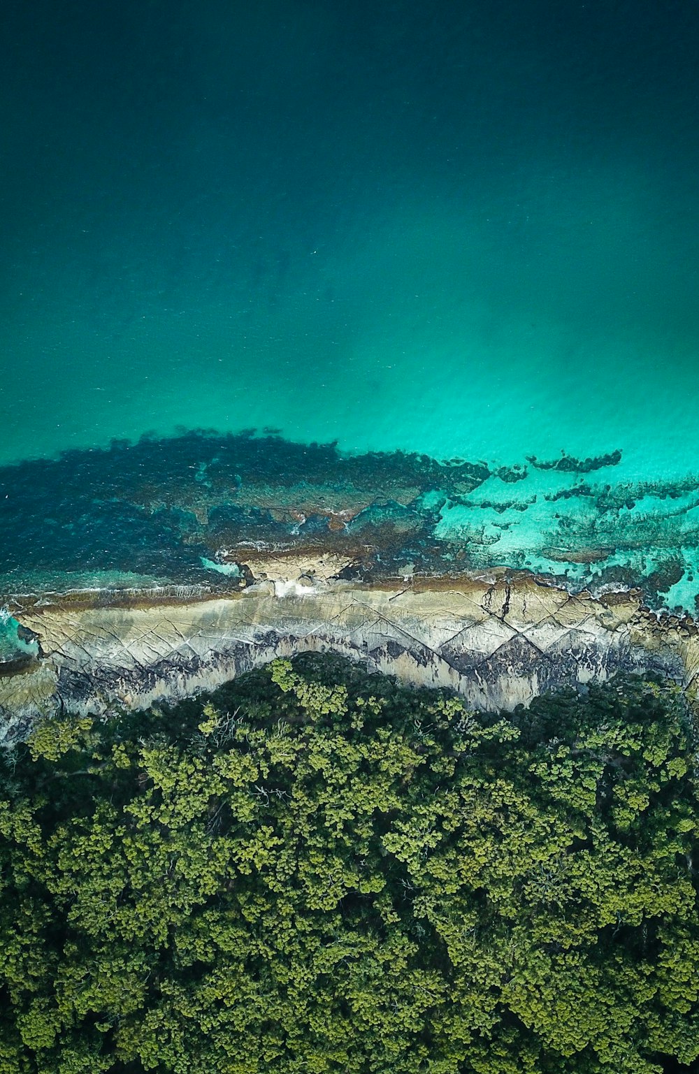 arbres verts près d’un plan d’eau pendant la journée