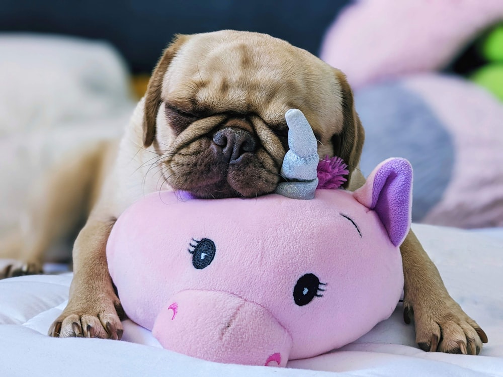 fawn pug puppy on pink bear plush toy