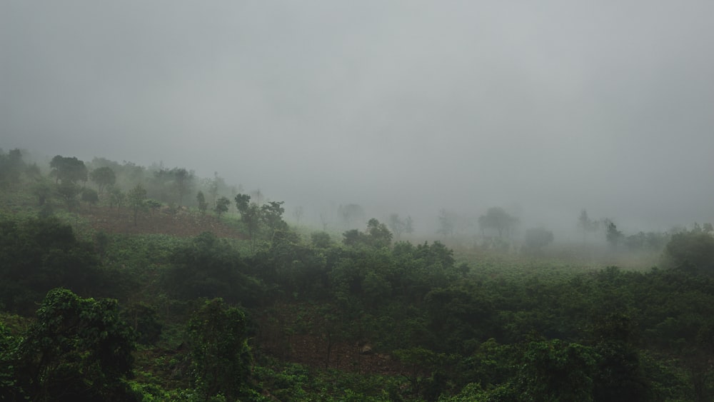 green trees under white sky during daytime