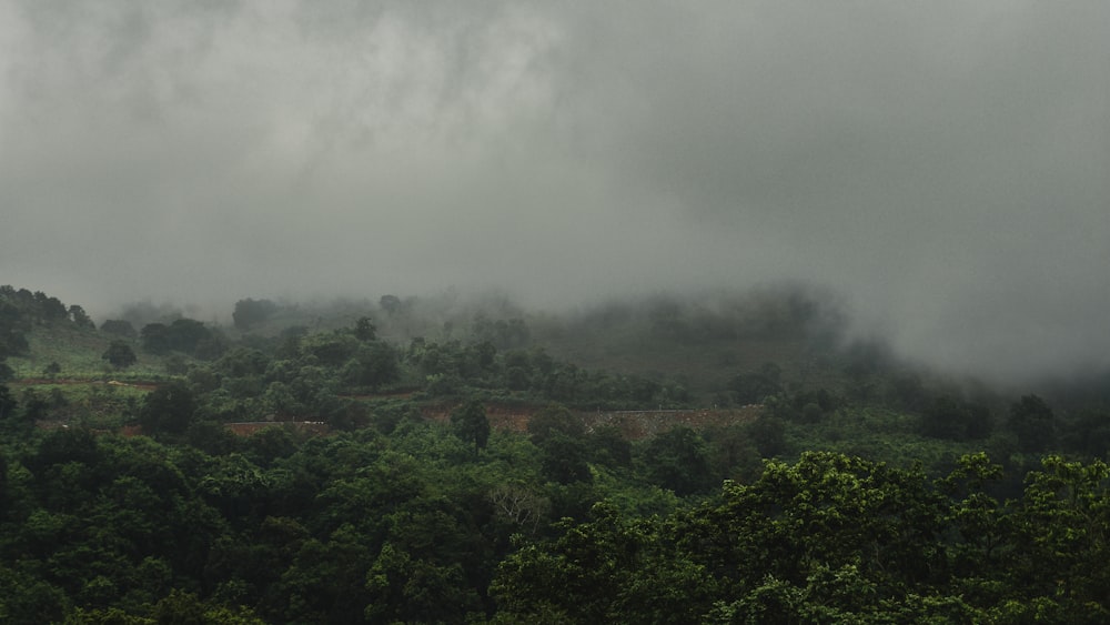 green trees under white clouds