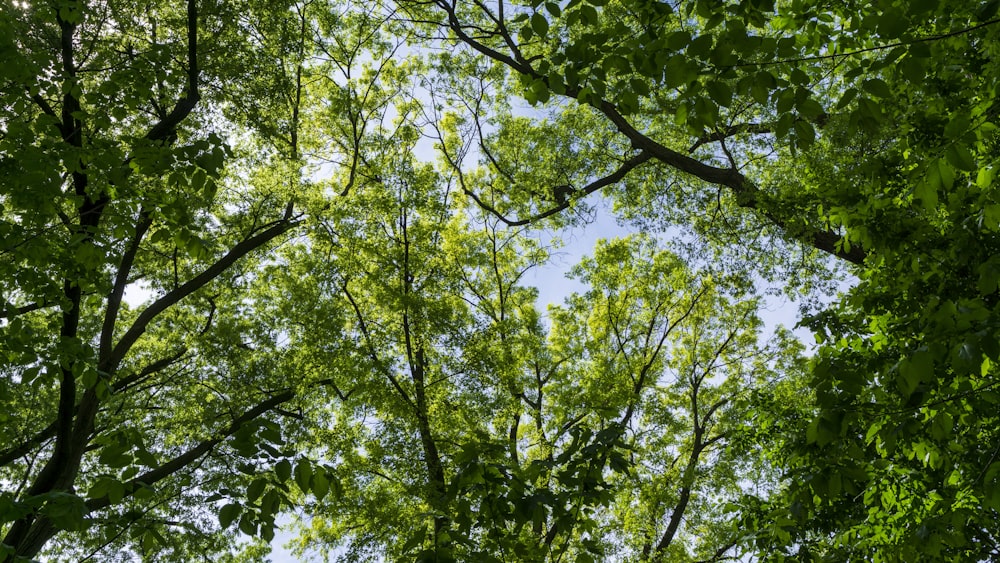 green leaf tree during daytime