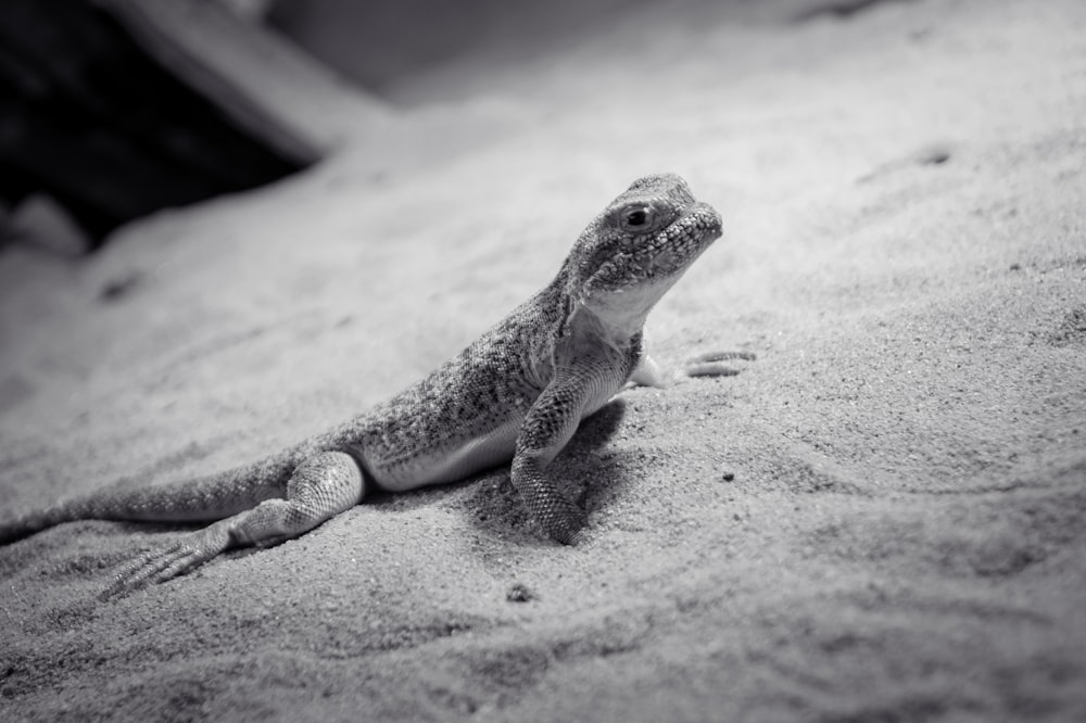 brown and white lizard on white sand during daytime