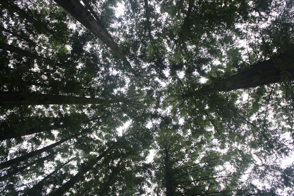 low angle photography of green leaf trees during daytime