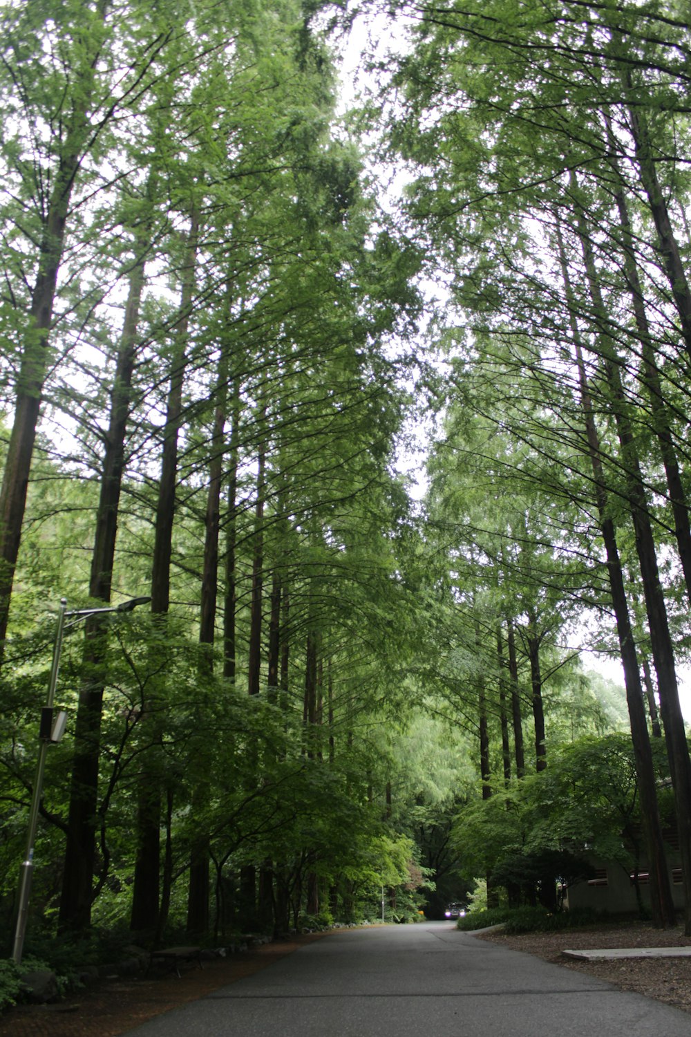 green trees on forest during daytime