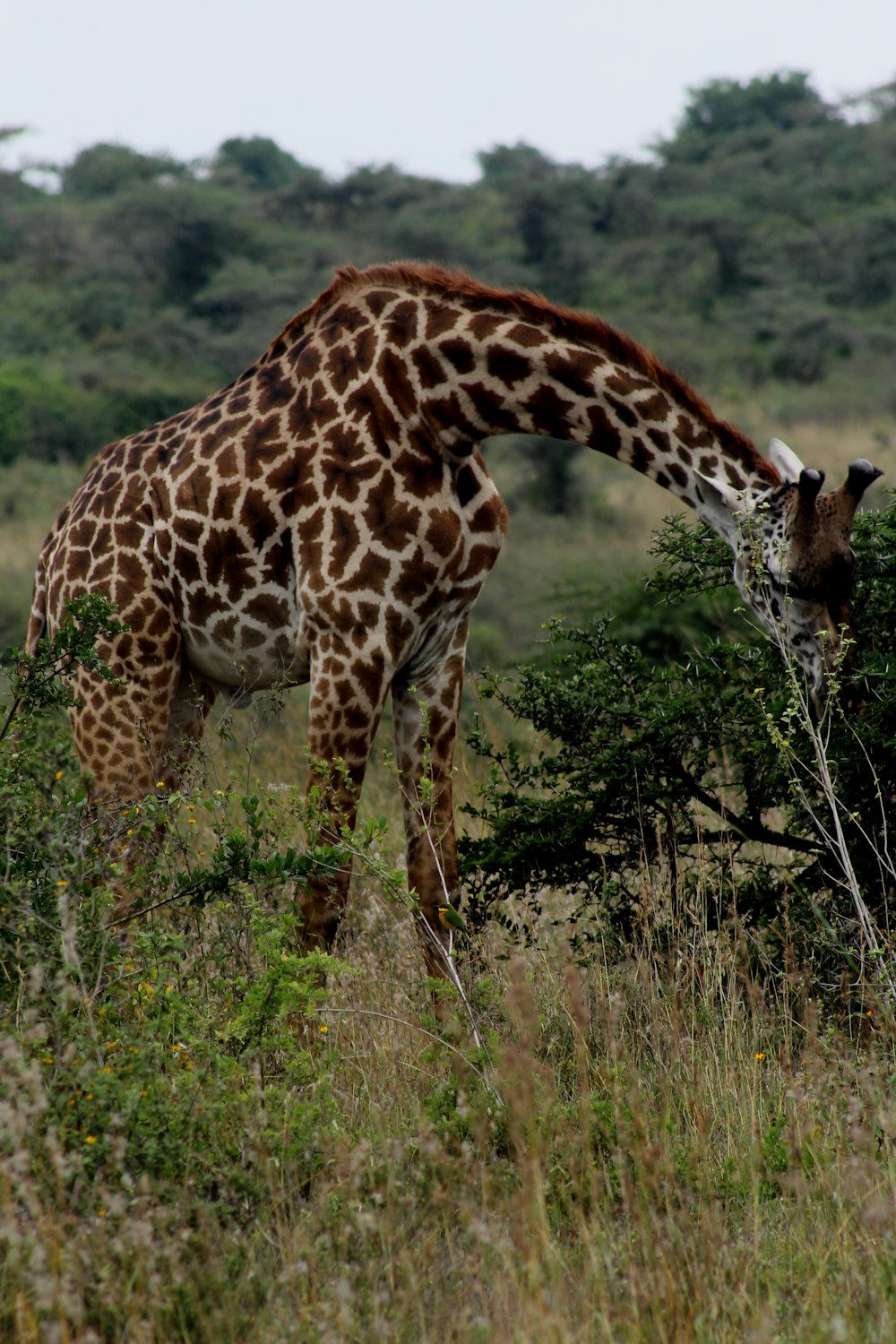 brown giraffe eating grass during daytime