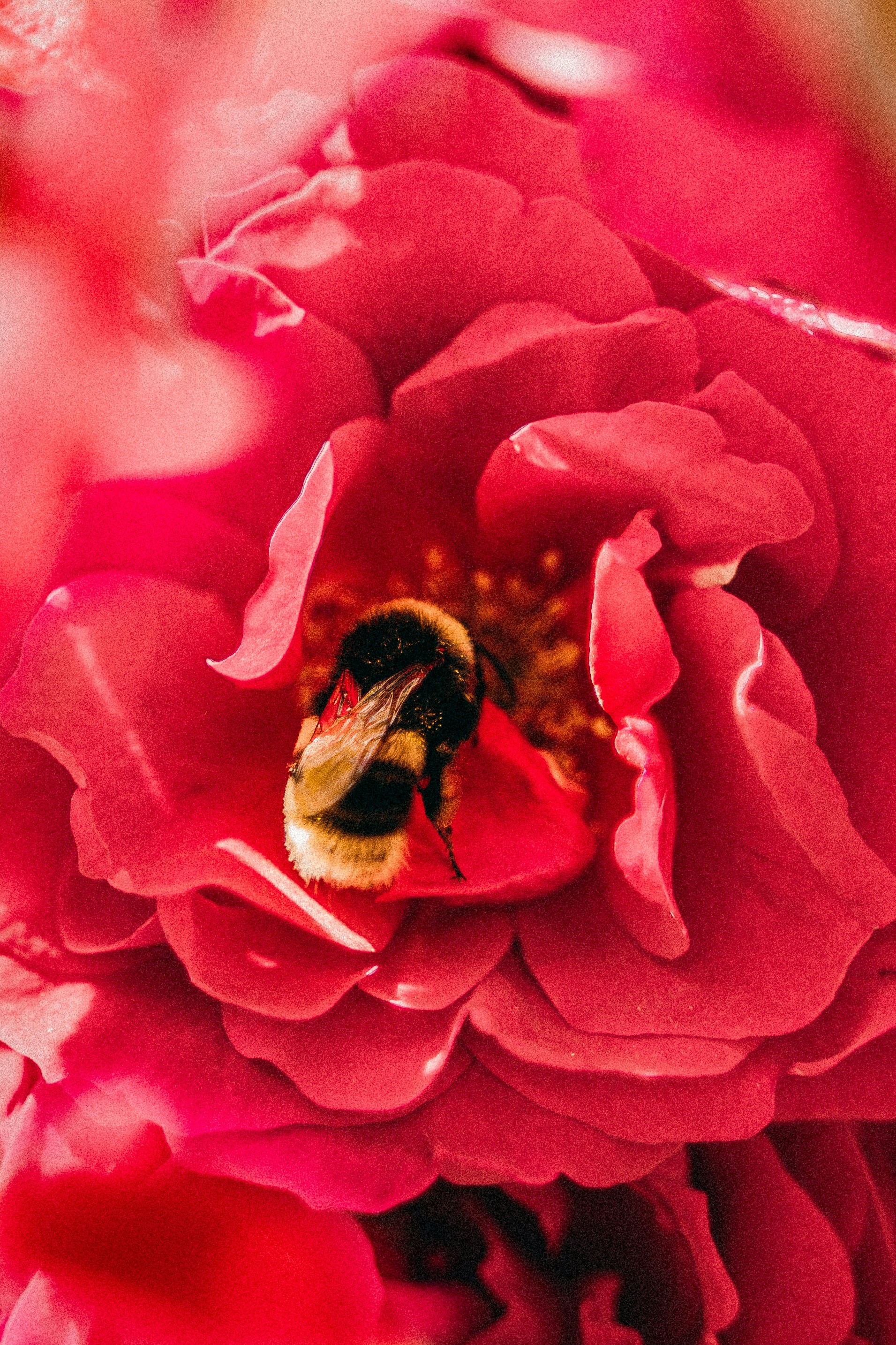 black and yellow bee on pink flower